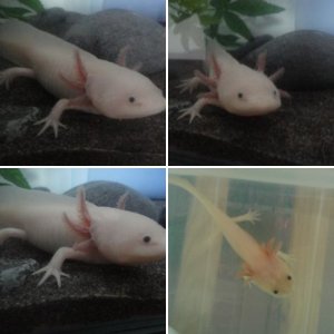 My axie