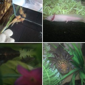Axies :3