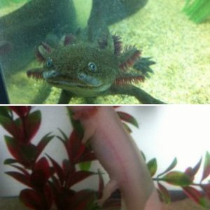 My Axolotls