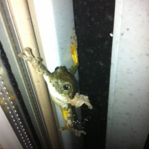 found a frog on my slide door tonight