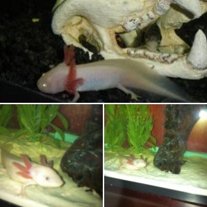 My Axolotls