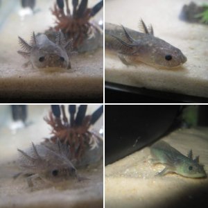 Toothless