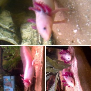 my wee guys =D
