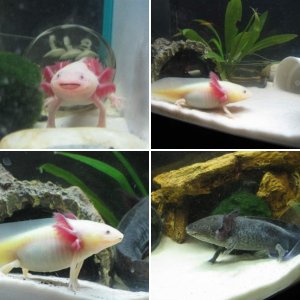 My Axies