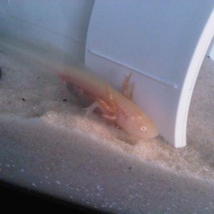 My Axolotl