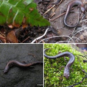 Ohio Plethodonts