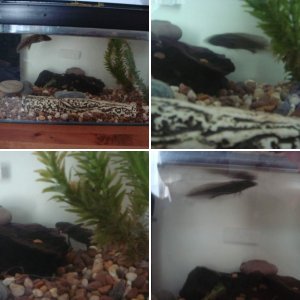 My Axolotl