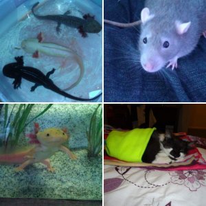 My Menagerie