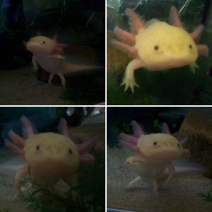my axie  freckles
