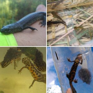 UK Species