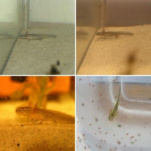 Triturus/lissotriton