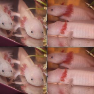 My new axolotls.