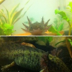 Axolotls