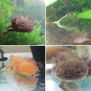 My Axolotls