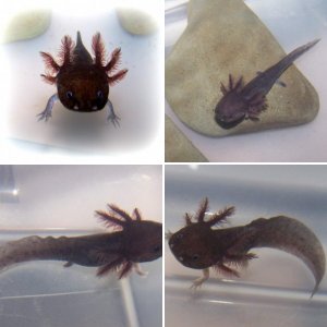 My Axolotls :)