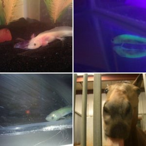 Beasts