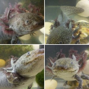My axolotl.
