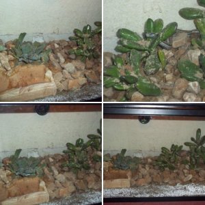 Rosy Boa (Lichanura trivirgata)