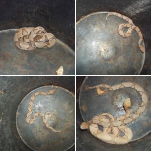Osage Copperhead (Agkistrodon contortrix phaeogaster)