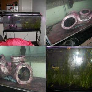 Axolotl beginner tank build