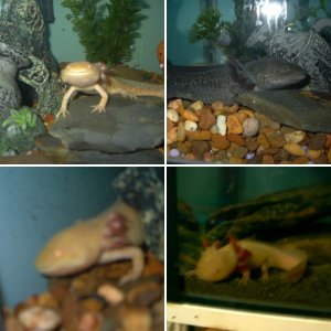 axolotls