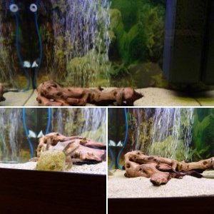My tank and Pinky