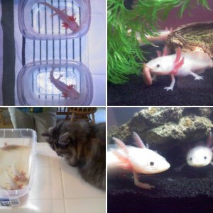 my four babies