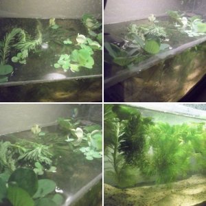 Javan File Snake (Acrochordus javanicus)