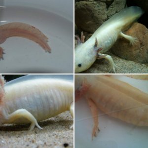 Sick axolotls