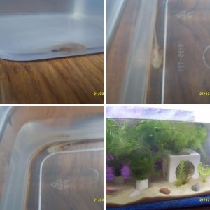 Flix - albino - axolotl