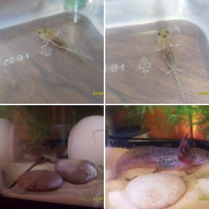 Codex - wildtype - axolotl