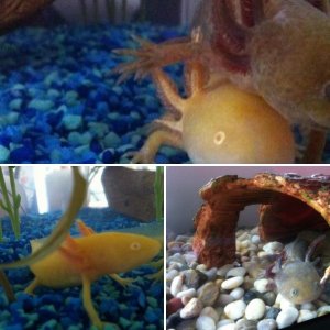 Axolotls