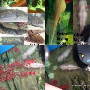 my axolotls duckie, petrie, little foot, sara and spike