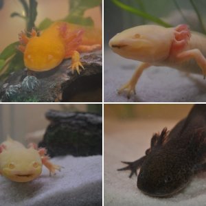 ♥ My Axies ♥