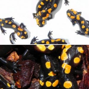 Salamandra algira algira