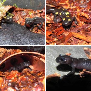 Salamandra algira tingitana ( Taleta tagramt )