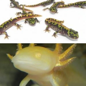 Newts & Salamanders