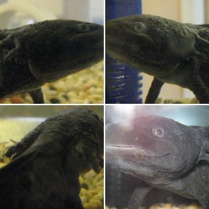Toothless