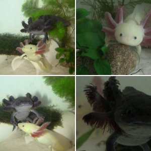 Little Monsters