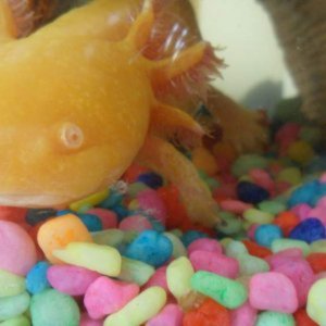 Emilio