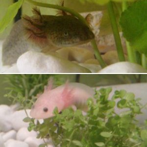 My Axolotl