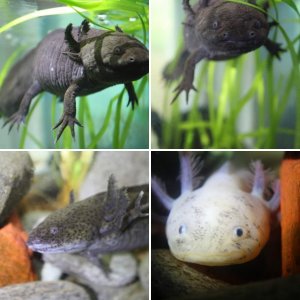 axolotls