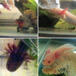 My Axies