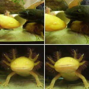 Random Axie shots