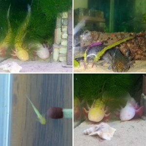 Nugget, Shroom and Mike