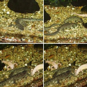 Spanish Ribbed Newt (P. waltl) Enclosure
