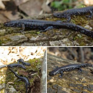 Blue-spotted salamanders