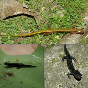 Smokey Mountain salamanders