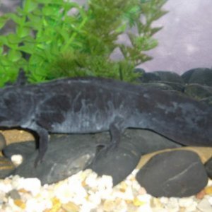 Axolotl