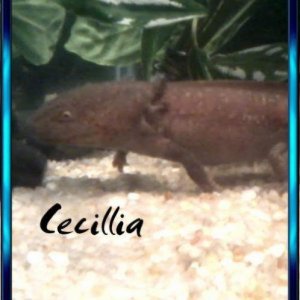 My Axies